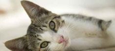 Chats, chattes et chatons Chats, chattes et chatons
