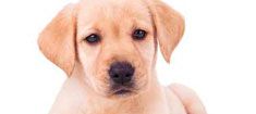 Chiens, chiennes et chiots Chiens, chiennes et chiots